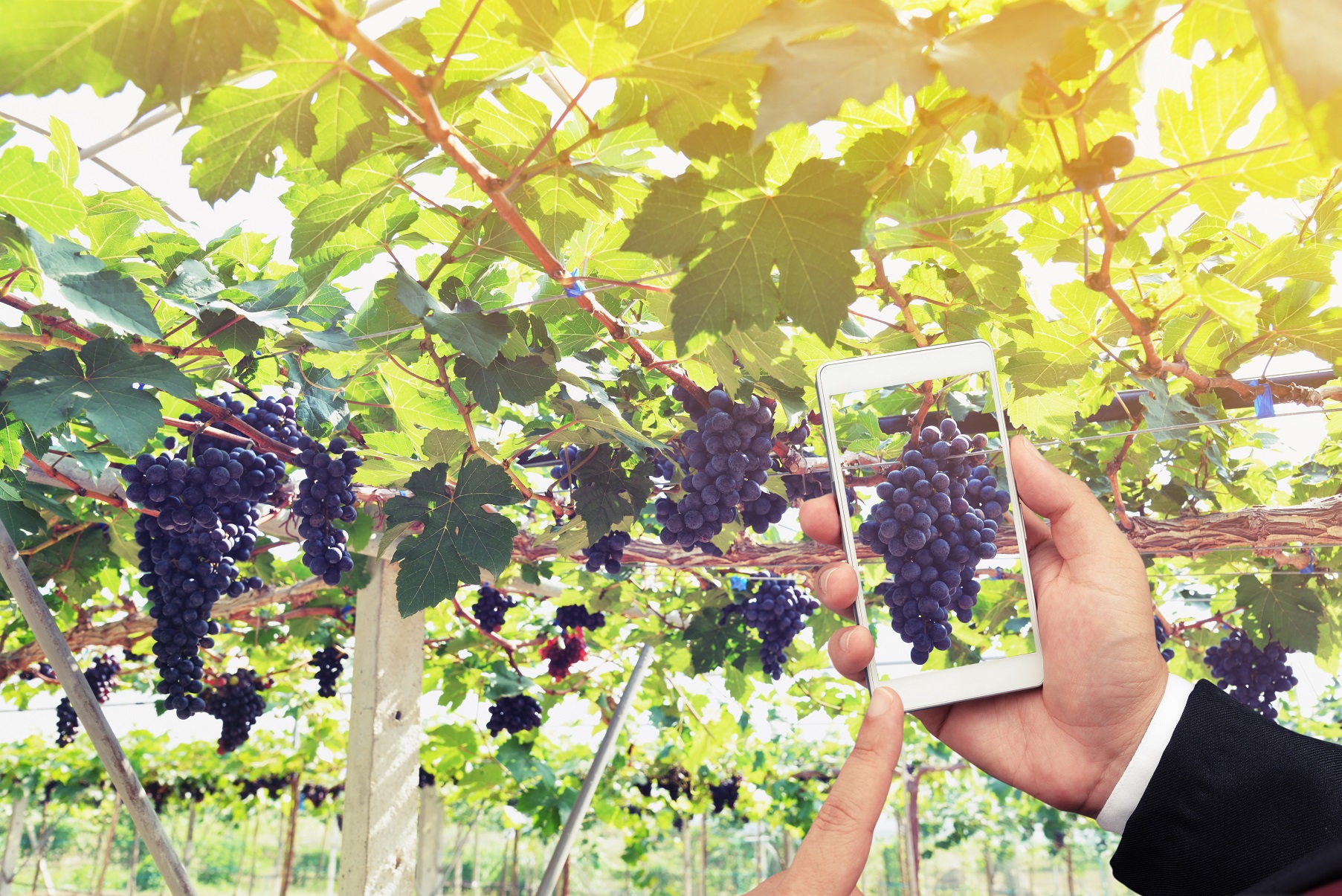 Vignobles et châteaux : 4 erreurs à ne pas commettre sur les réseaux